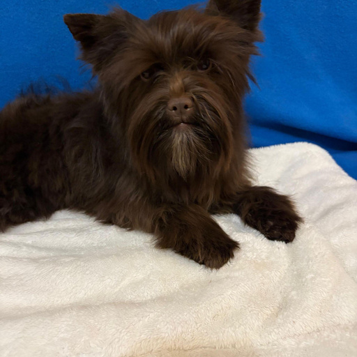 Изображение питомца