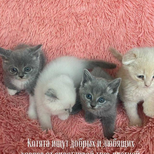 Изображение питомца