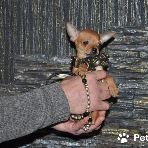 Изображение питомца