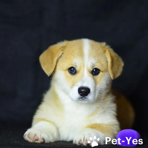 Изображение питомца