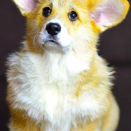 Изображение питомца