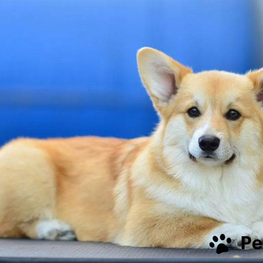 Изображение питомца