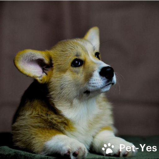 Изображение питомца