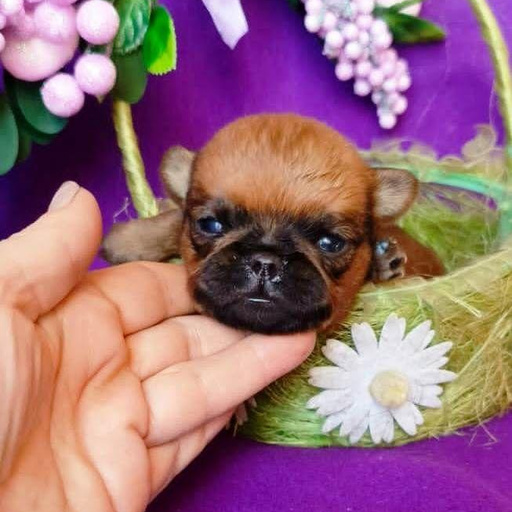 Изображение питомца