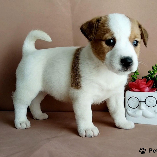 Изображение питомца