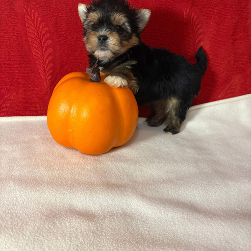 Изображение питомца