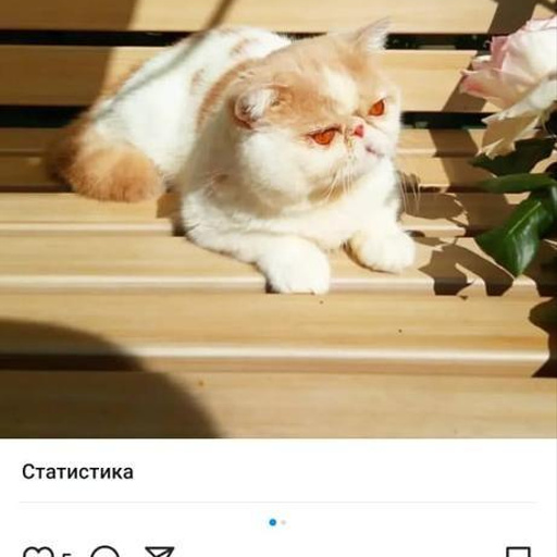 Изображение питомца