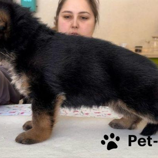 Изображение питомца