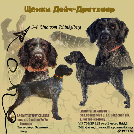 Изображение питомца