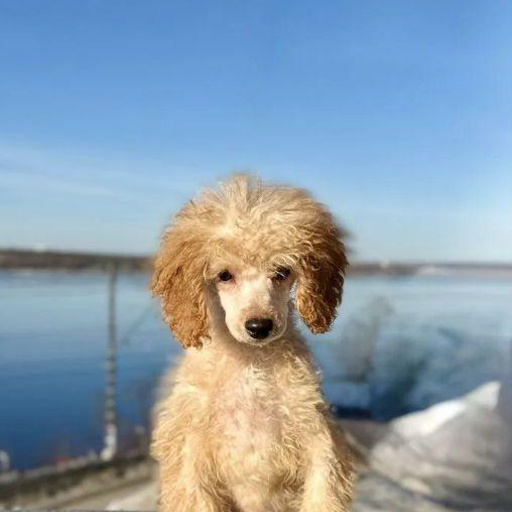Изображение питомца