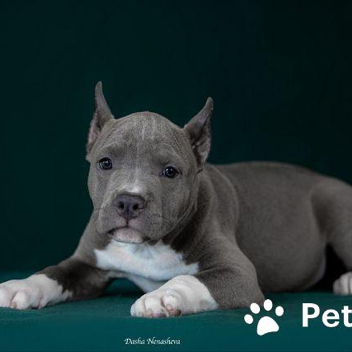 Изображение питомца