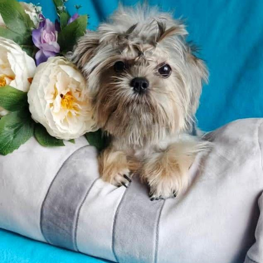 Изображение питомца