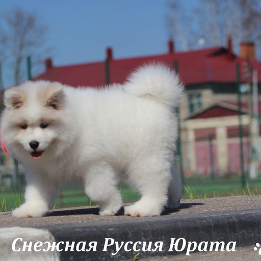 Изображение питомца
