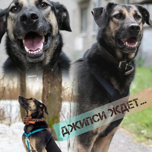 Изображение питомца