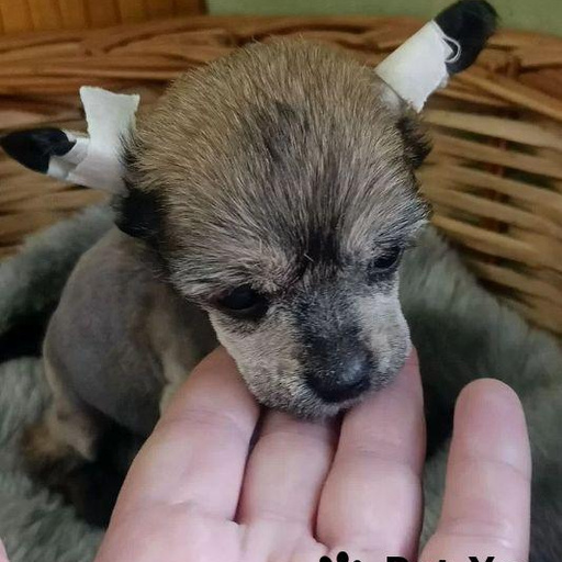 Изображение питомца