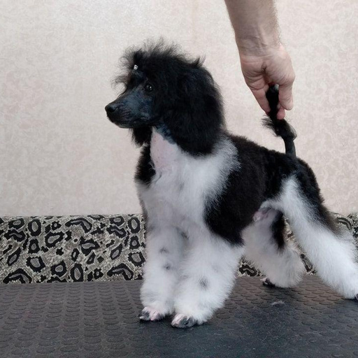 Изображение питомца