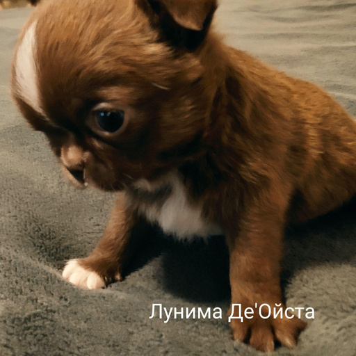 Изображение питомца