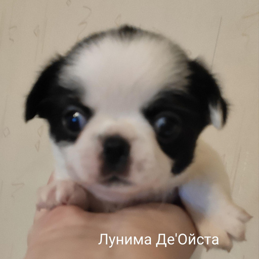 Изображение питомца