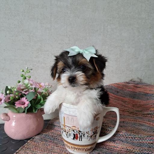 Изображение питомца