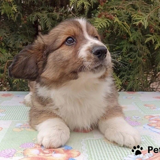 Изображение питомца