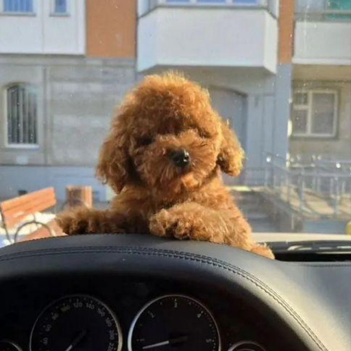 Изображение питомца