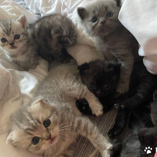 Изображение питомца