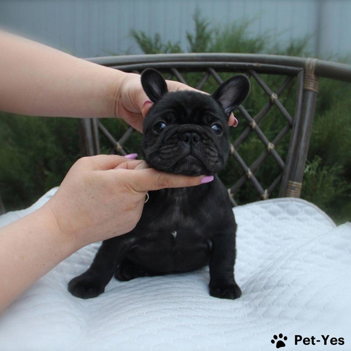 Изображение питомца