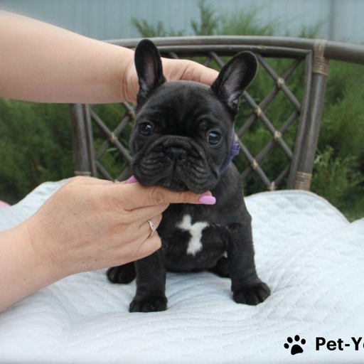 Изображение питомца