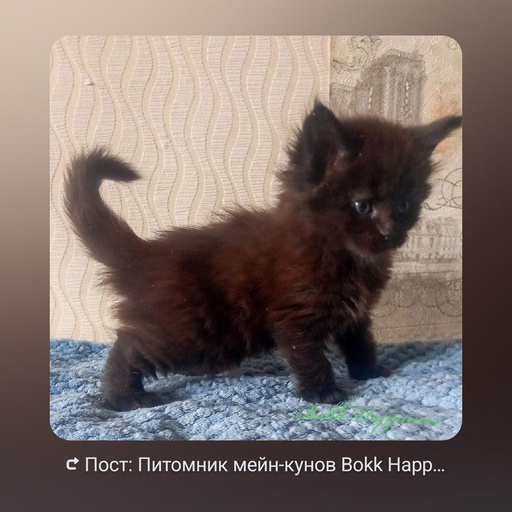 Изображение питомца