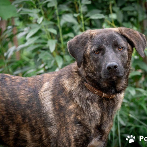 Изображение питомца