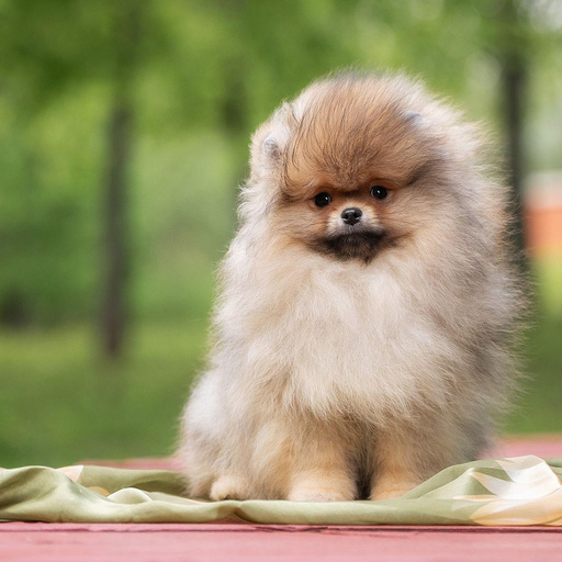 Изображение питомца