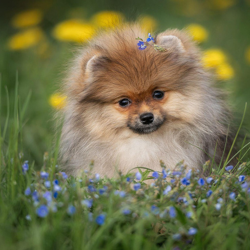 Изображение питомца