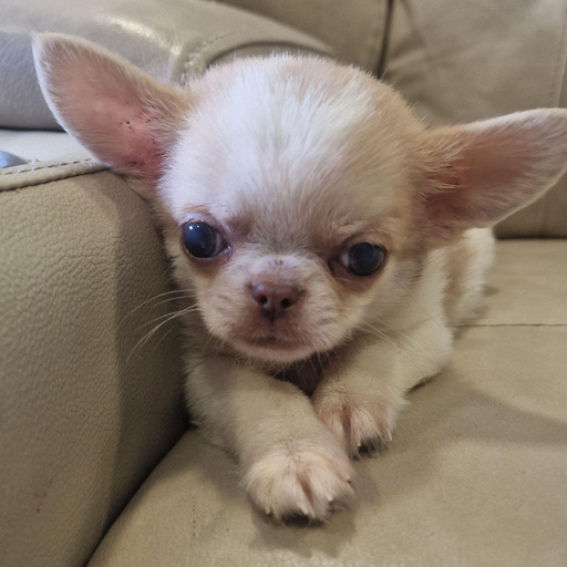 Изображение питомца