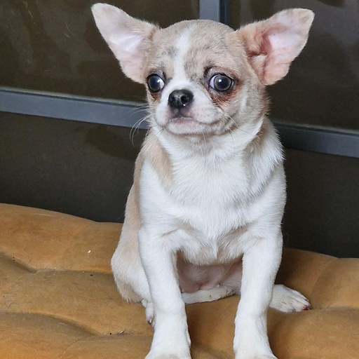 Изображение питомца