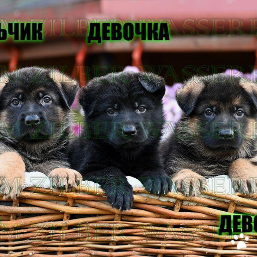 Изображение питомца