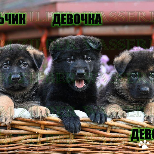 Изображение питомца