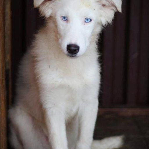 Изображение питомца