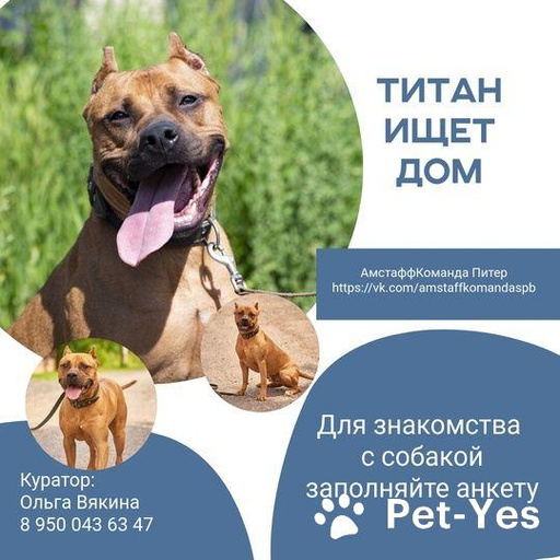 Изображение питомца