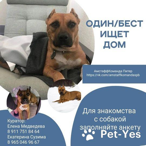Изображение питомца