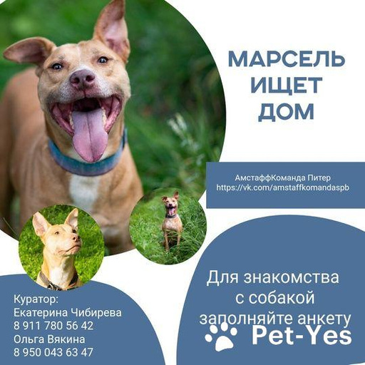 Изображение питомца