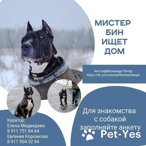 Изображение питомца