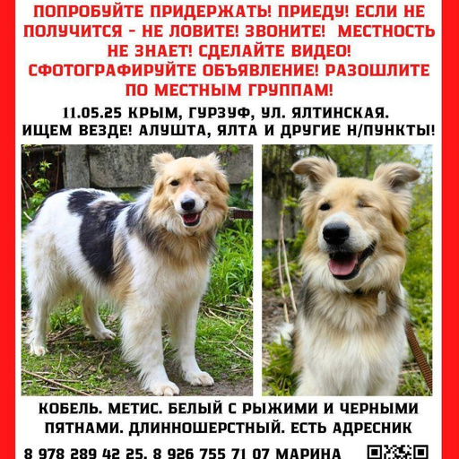 Изображение питомца