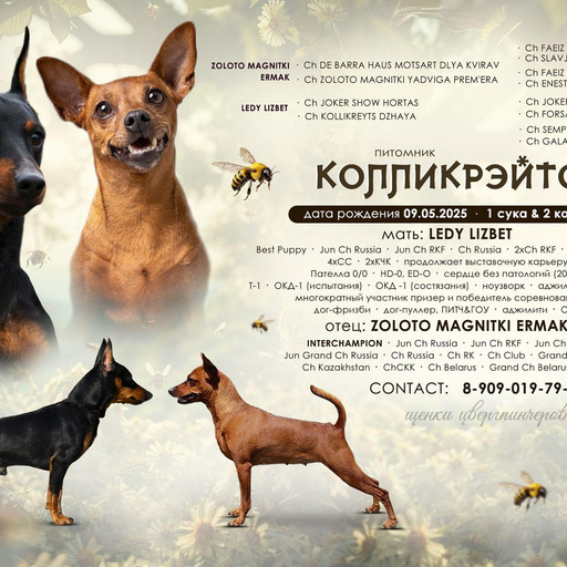 Изображение питомца