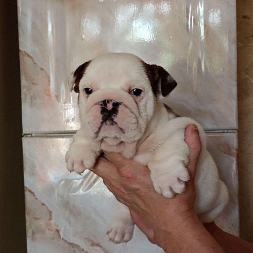 Изображение питомца