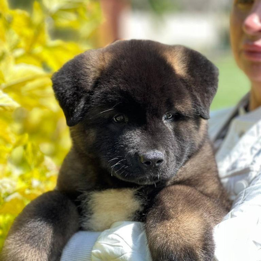 Изображение питомца