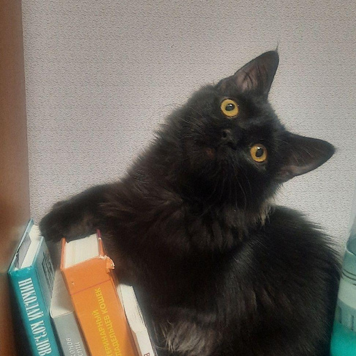Изображение питомца