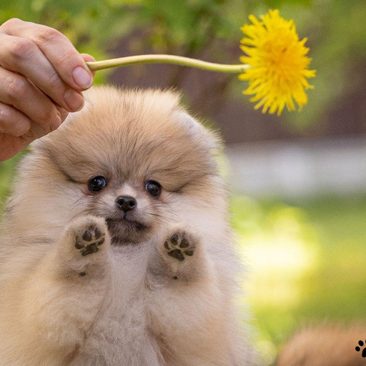 Изображение питомца