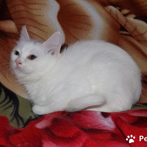 Изображение питомца