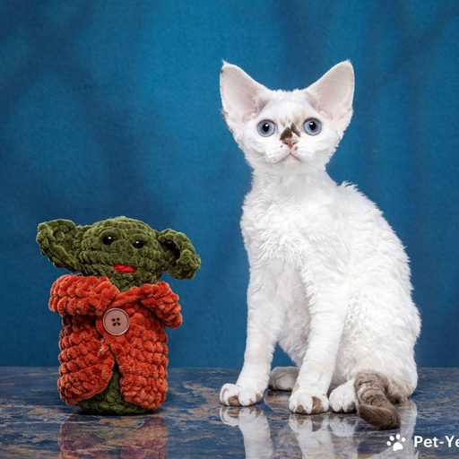 Изображение питомца