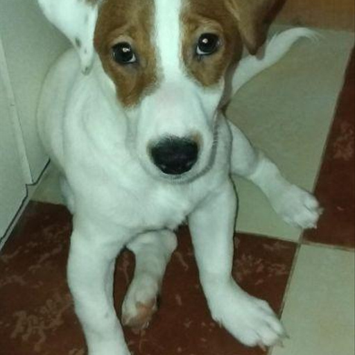 Изображение питомца